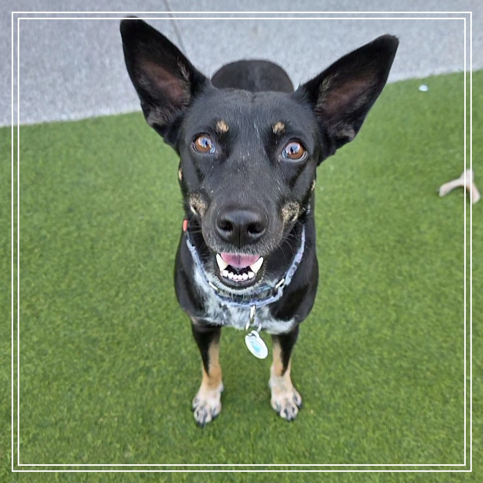 Holly, a bright-eyed Pound Puppyz rescue dog